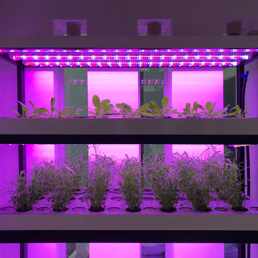 Đèn nuôi cấy mô