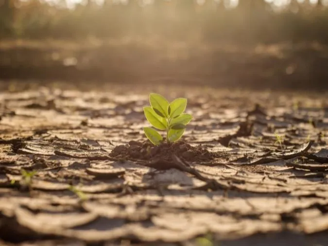 o-bau-thi-tron-o-ong-thi-dai-voh-2