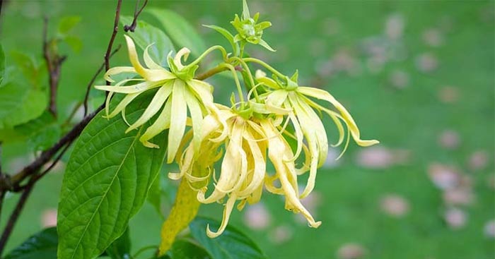 phan tich nhan vat thanh