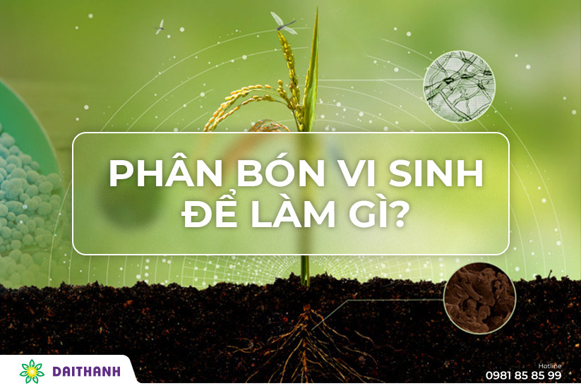 Phân bón vi sinh để làm gì? Cách sử dụng phân vi sinh hiệu quả 2