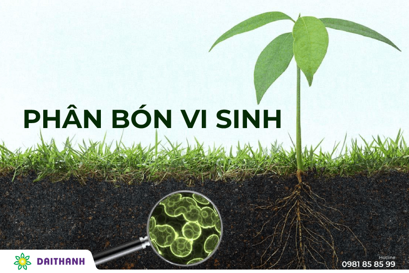 Phân bón vi sinh để làm gì? Cách sử dụng phân vi sinh hiệu quả 1