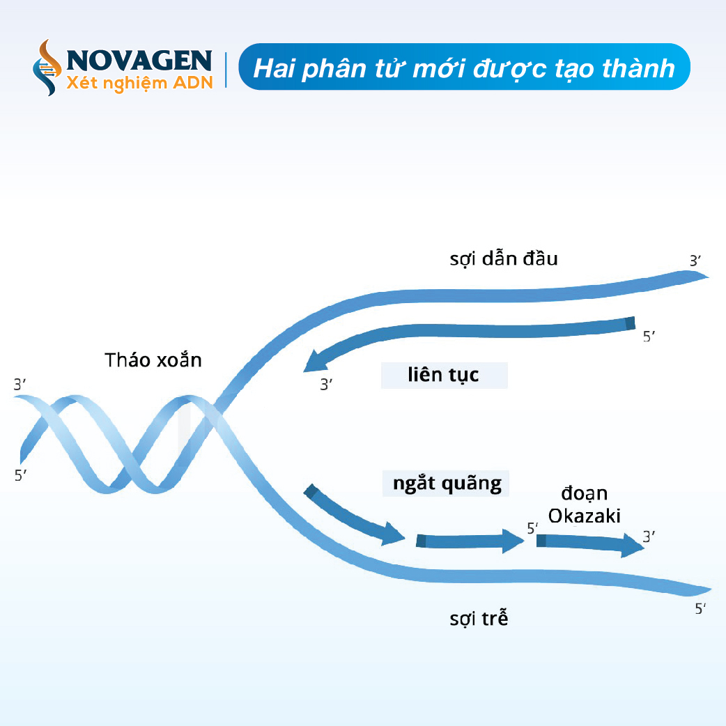 qua trinh nhan doi adn dien ra theo nguyen tac 3