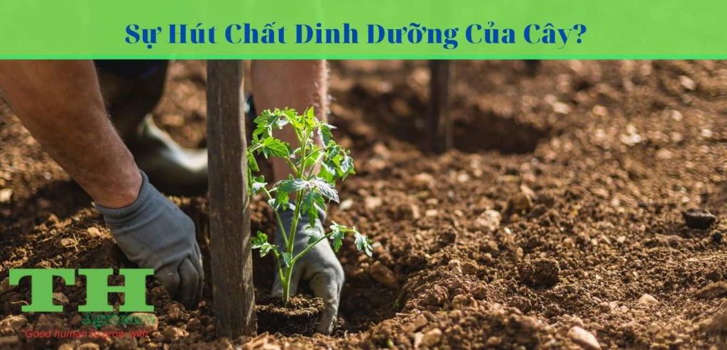 cay-lay-chat-dinh-duong-tu-dau