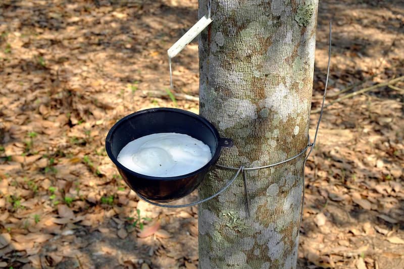 rubber cuc tay doc nhu the nao 1