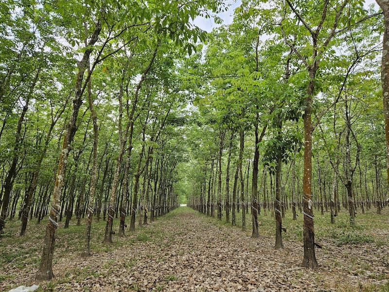 rubber cuc tay doc nhu the nao