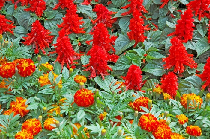 Hoa xô đỏ (hoa xác pháo đỏ)- Xuất xứ, ý nghĩa biểu trưng và công dụng 1472106682