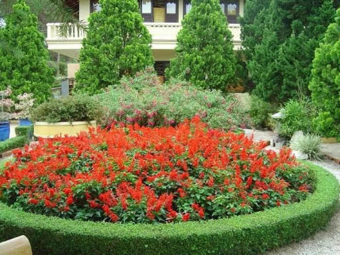 Hoa xô đỏ (hoa xác pháo đỏ)- Xuất xứ, ý nghĩa biểu trưng và công dụng 1472106682