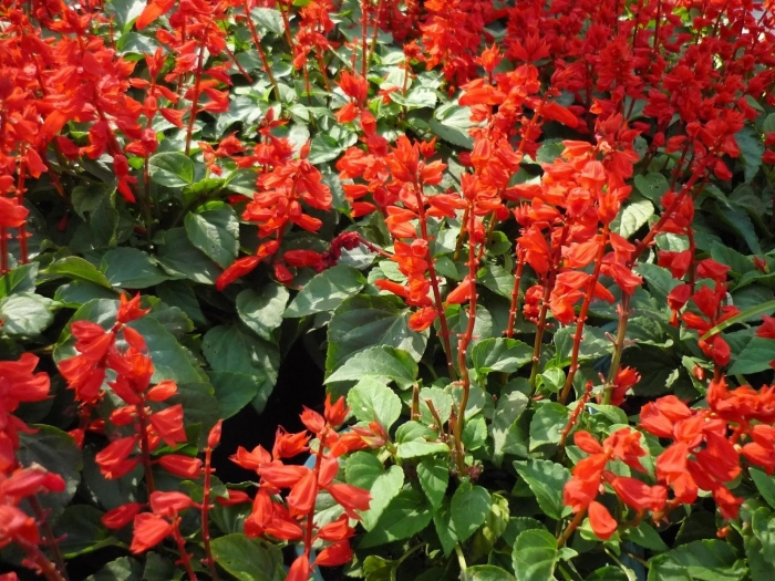 Hoa xô đỏ (hoa xác pháo đỏ)- Xuất xứ, ý nghĩa biểu trưng và công dụng 1472106682