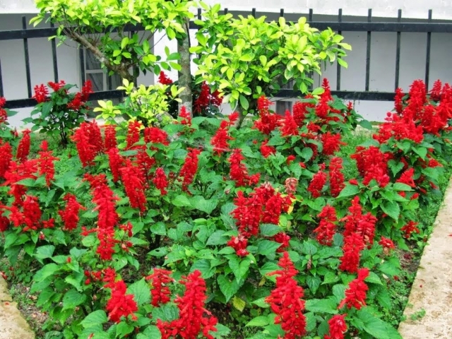 Hoa xô đỏ (hoa xác pháo đỏ)- Xuất xứ, ý nghĩa biểu trưng và công dụng 1472106682