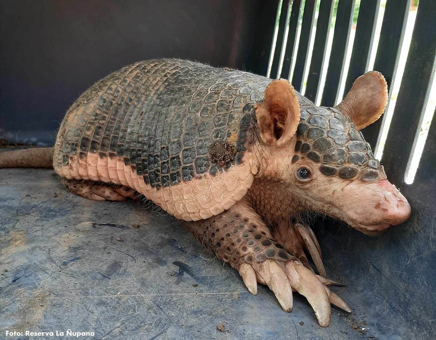 some animals lose their habitats because of 1