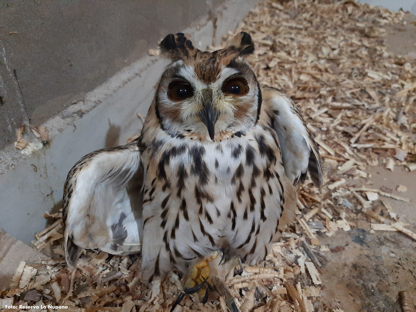 some animals lose their habitats because of 2