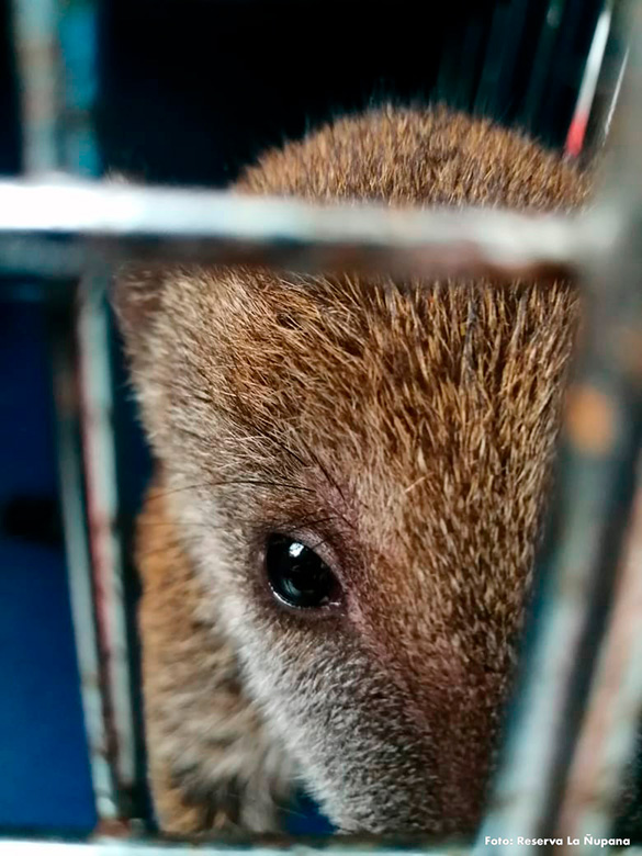 some animals lose their habitats because of