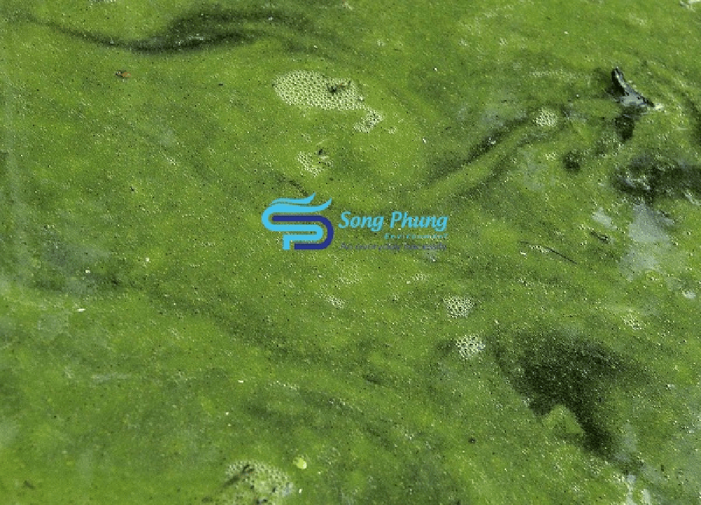 Vi khuẩn lam là gì?