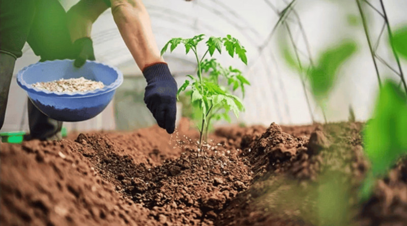 Phân bón Ure giúp cây phát triển xanh mướt và còn dùng làm thức ăn động vật