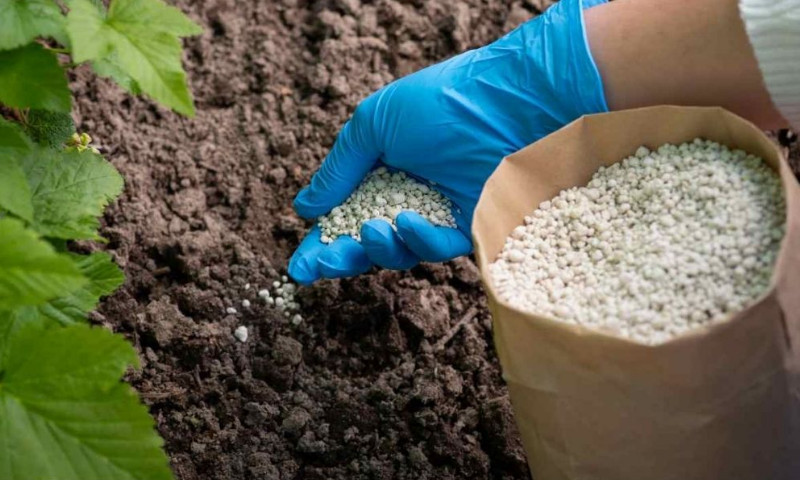 Bón phân Ure tránh lúc nắng gắt và mưa to