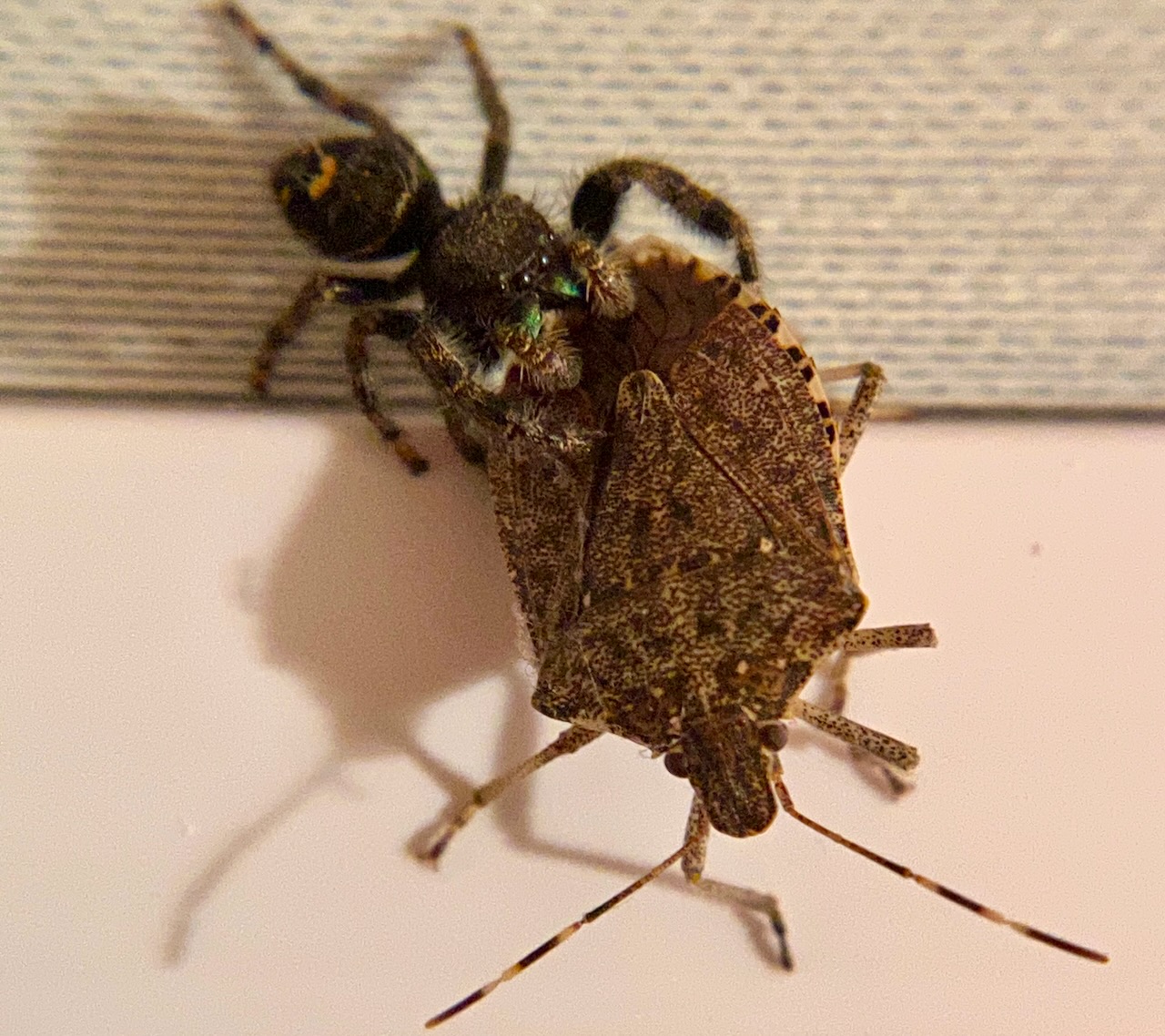 Jumping spider and brown marmorated stink bug