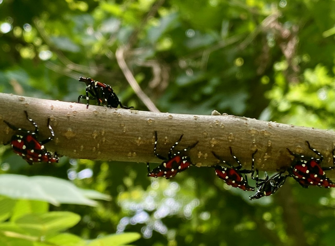 Spotted lanternfly nymphs