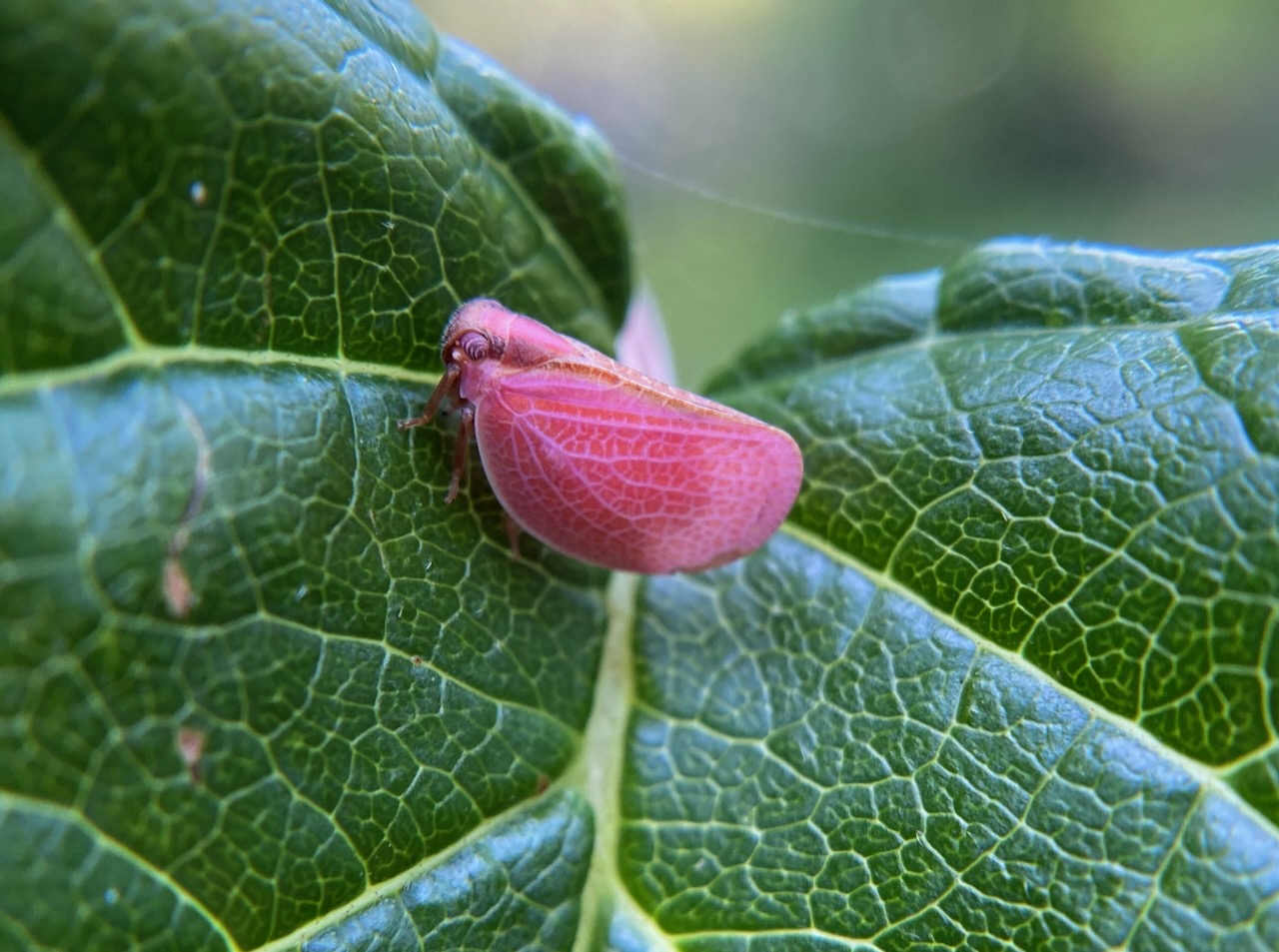 Pink two-striped planthopper