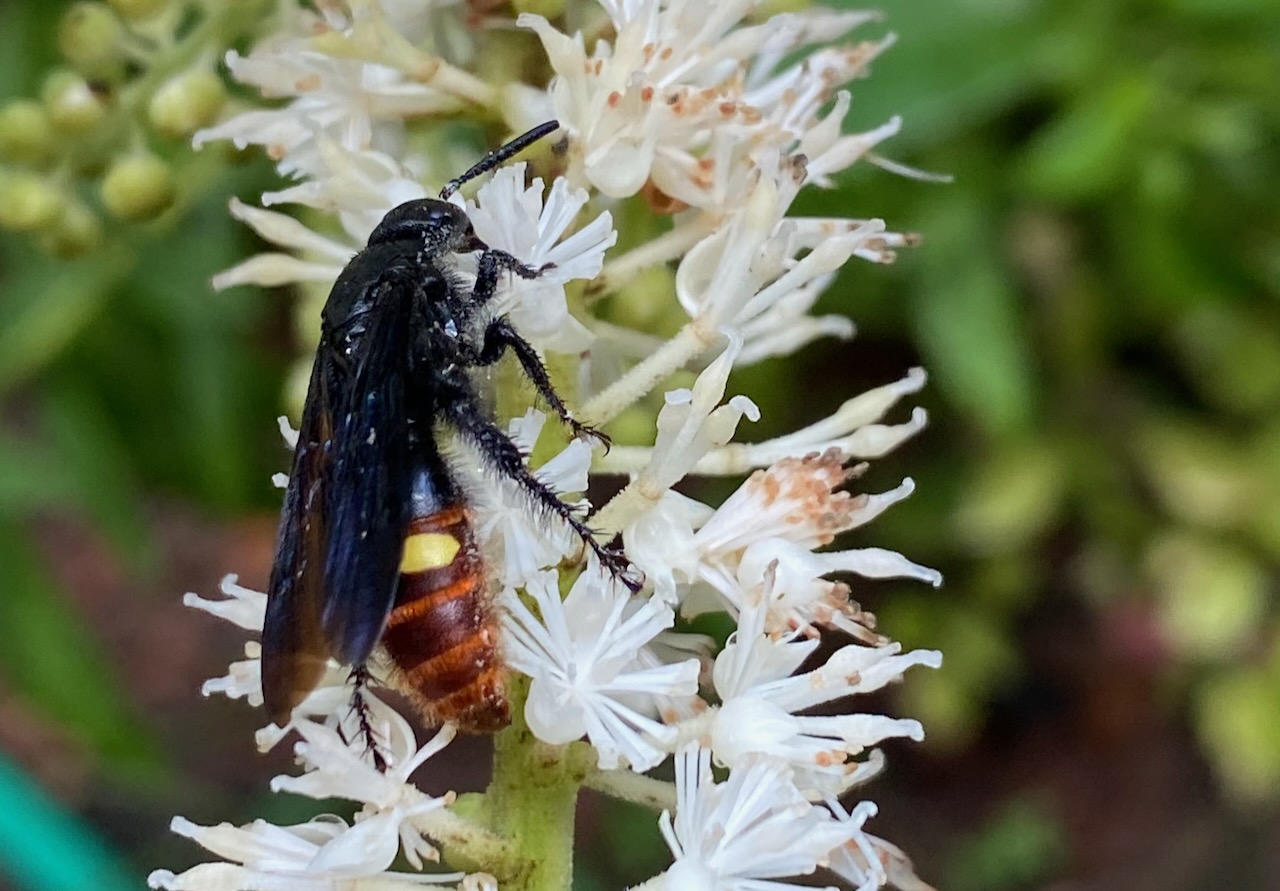 Bluewinged wasp on black cohosh