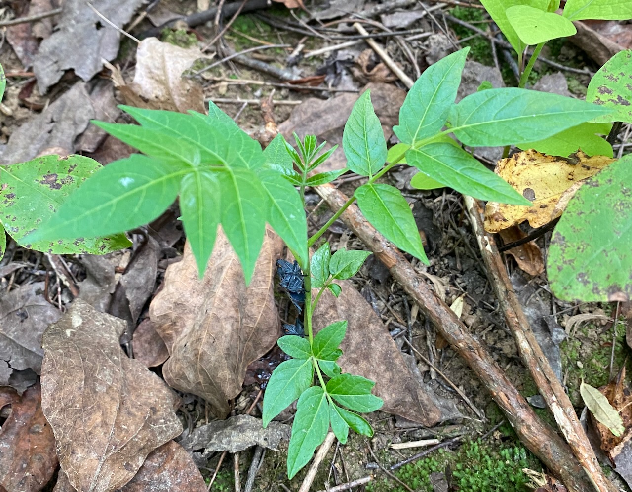 Tree of heaven seedling with spotted lanternfly