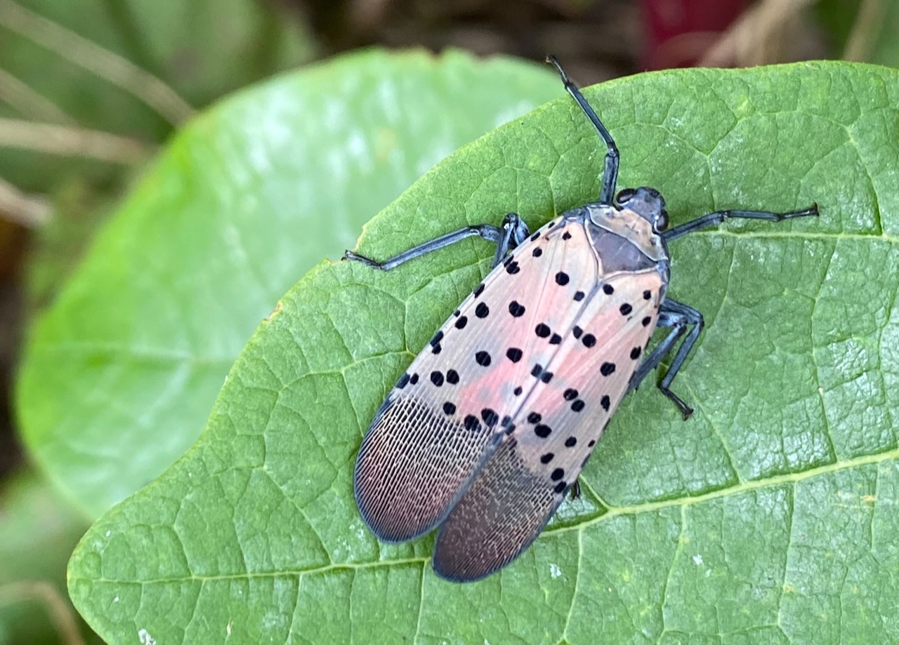 Spotted lanternfly