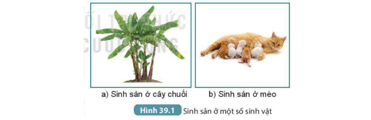 Lý thuyết sinh sản vô tính ở sinh vật - Khoa học tự nhiên 7 Kết nối tri thức với cuộc sống</>