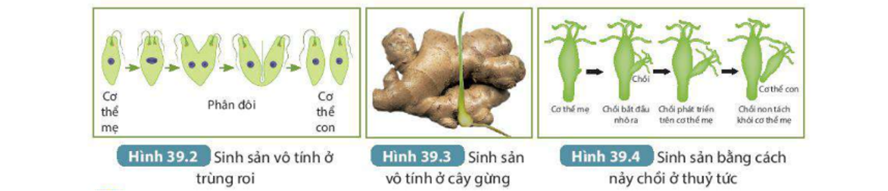 Lý thuyết sinh sản vô tính ở sinh vật - Khoa học tự nhiên 7 Kết nối tri thức với cuộc sống</>