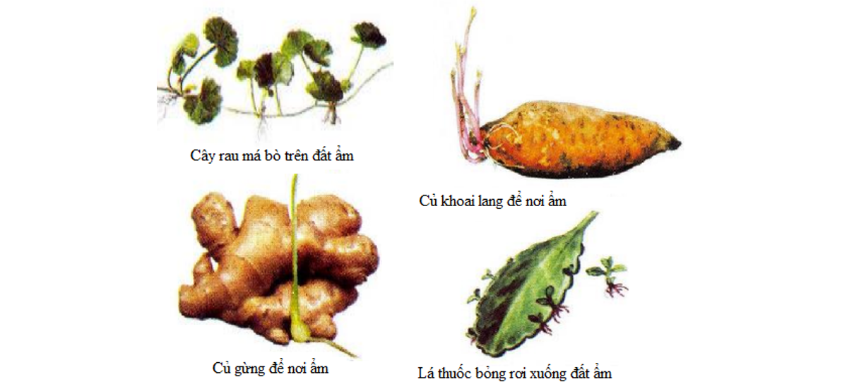 Lý thuyết sinh sản vô tính ở sinh vật - Khoa học tự nhiên 7 Kết nối tri thức với cuộc sống</>