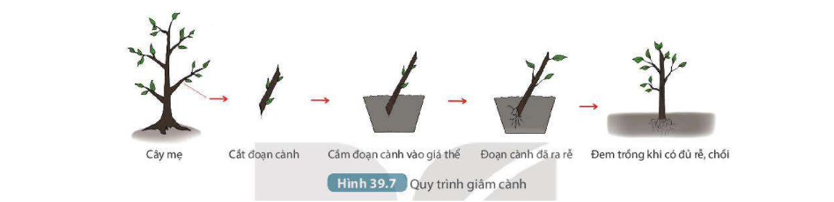 Lý thuyết sinh sản vô tính ở sinh vật - Khoa học tự nhiên 7 Kết nối tri thức với cuộc sống</>