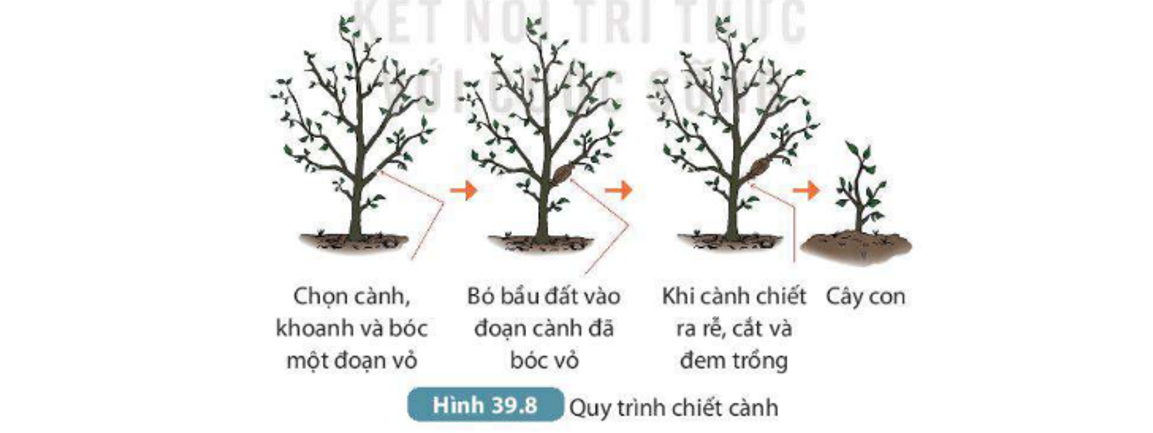 Lý thuyết sinh sản vô tính ở sinh vật - Khoa học tự nhiên 7 Kết nối tri thức với cuộc sống</>