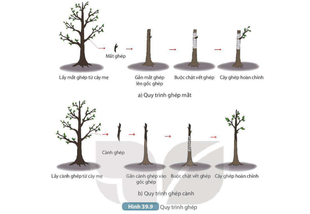 Lý thuyết sinh sản vô tính ở sinh vật - Khoa học tự nhiên 7 Kết nối tri thức với cuộc sống</>