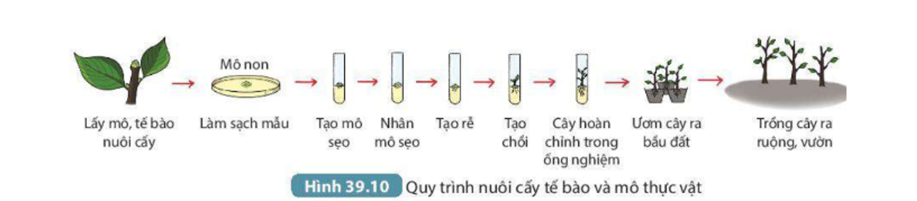 Lý thuyết sinh sản vô tính ở sinh vật - Khoa học tự nhiên 7 Kết nối tri thức với cuộc sống</>