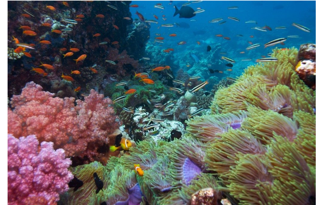 Lý thuyết sinh sản vô tính ở sinh vật - Khoa học tự nhiên 7 Kết nối tri thức với cuộc sống</>