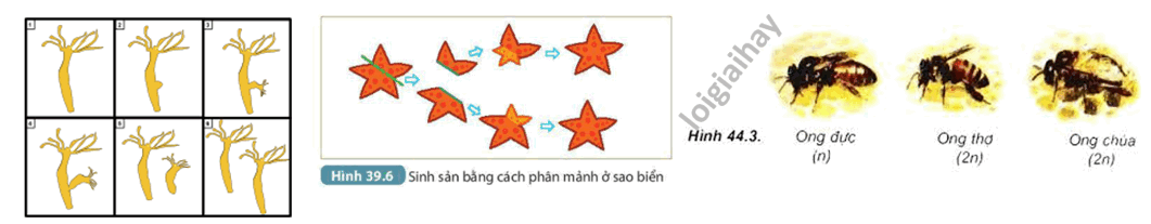 Lý thuyết sinh sản vô tính ở sinh vật - Khoa học tự nhiên 7 Kết nối tri thức với cuộc sống</>