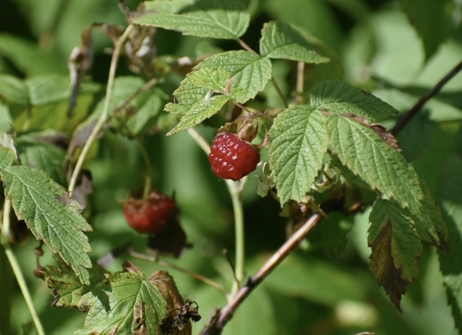 they couldnt climb up the mountain because of the storm 1