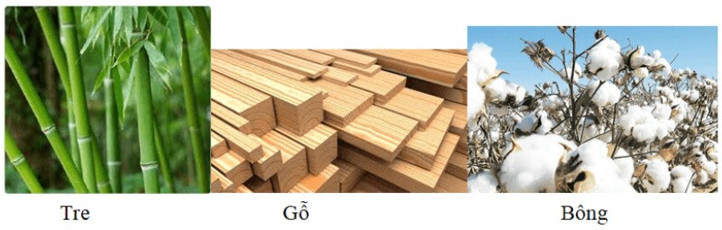 tinh-bot-va-xenlulozo-khac-nhau-ve-2