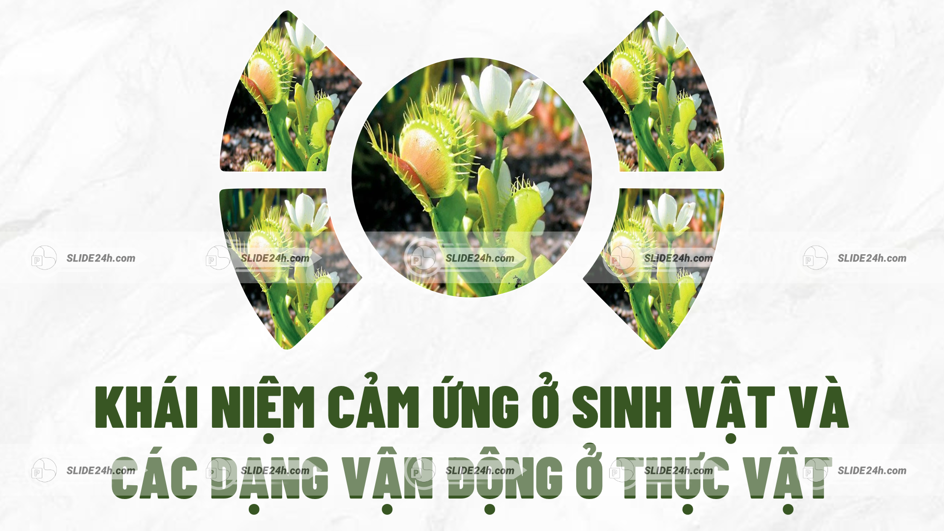 khái niệm cảm ứng ở sinh vật và các dạng vận động ở thực vật với cây bắt mồi venus flytrap