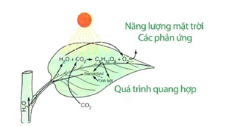 qua-trinh-quang-hop