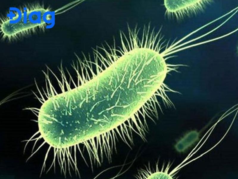 Trùng kiết lị gây bệnh lỵ cấp tính và mãn tính, viêm đại tràng, có nguy cơ bị áp xe gan.