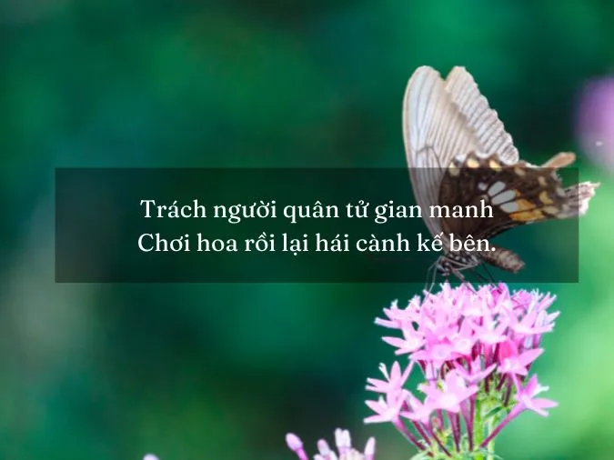 thanh-ngu-ve-su-phan-boi-voh-05