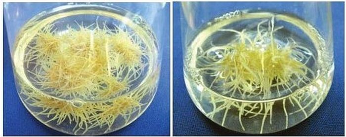 ung dung cua cong nghe te bao thuc vat 1