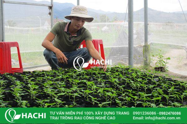 Nhà màng ươm cây giống có công dụng gì?