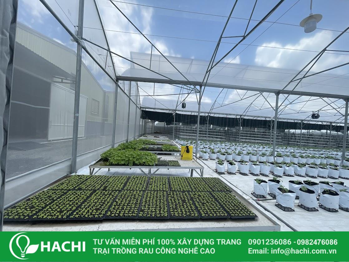 Nhà màng ươm cây giống Hachi