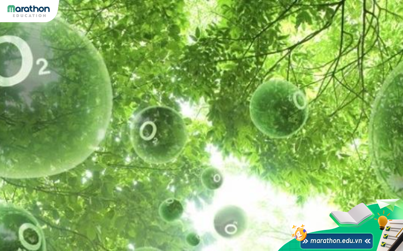 quang-hop-o-thuc-vat-4