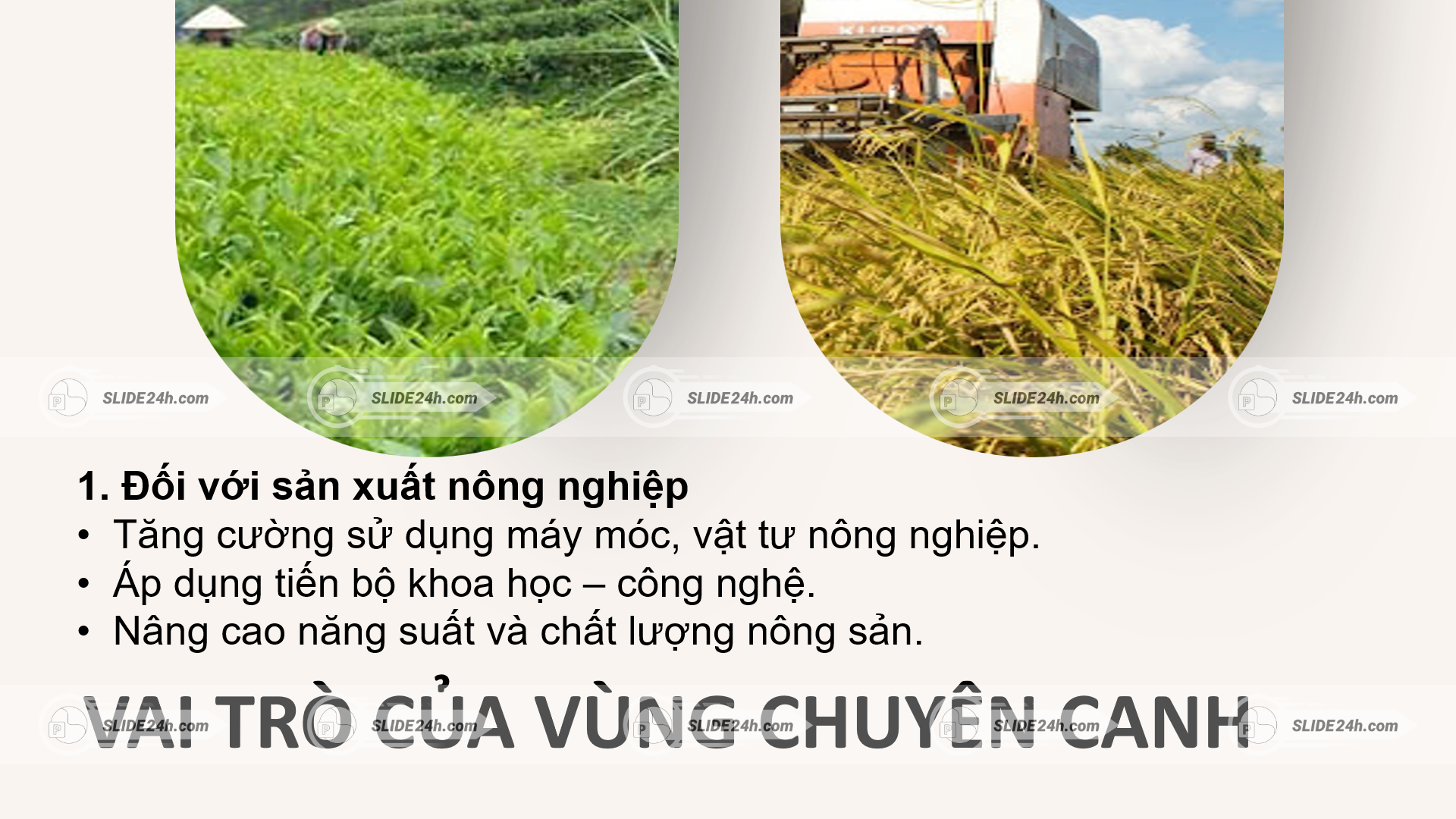 Vai trò của vùng chuyên canh trong nông nghiệp.