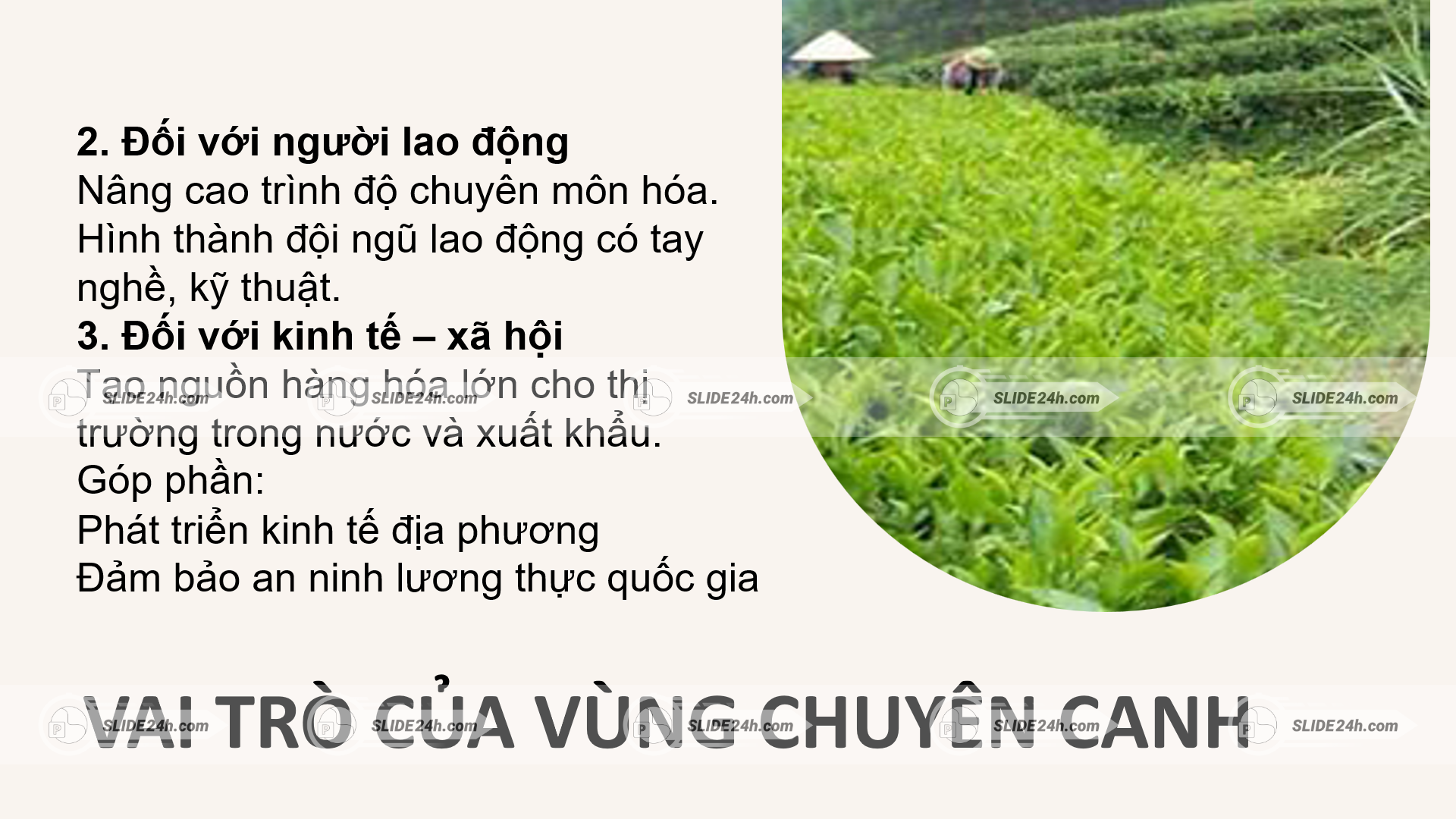 Tác động của vùng chuyên canh đến lao động và xã hội.