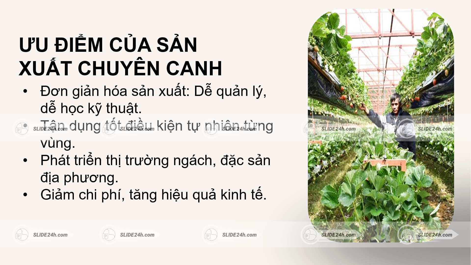 Lợi ích của mô hình nông nghiệp tập trung quy mô lớn.