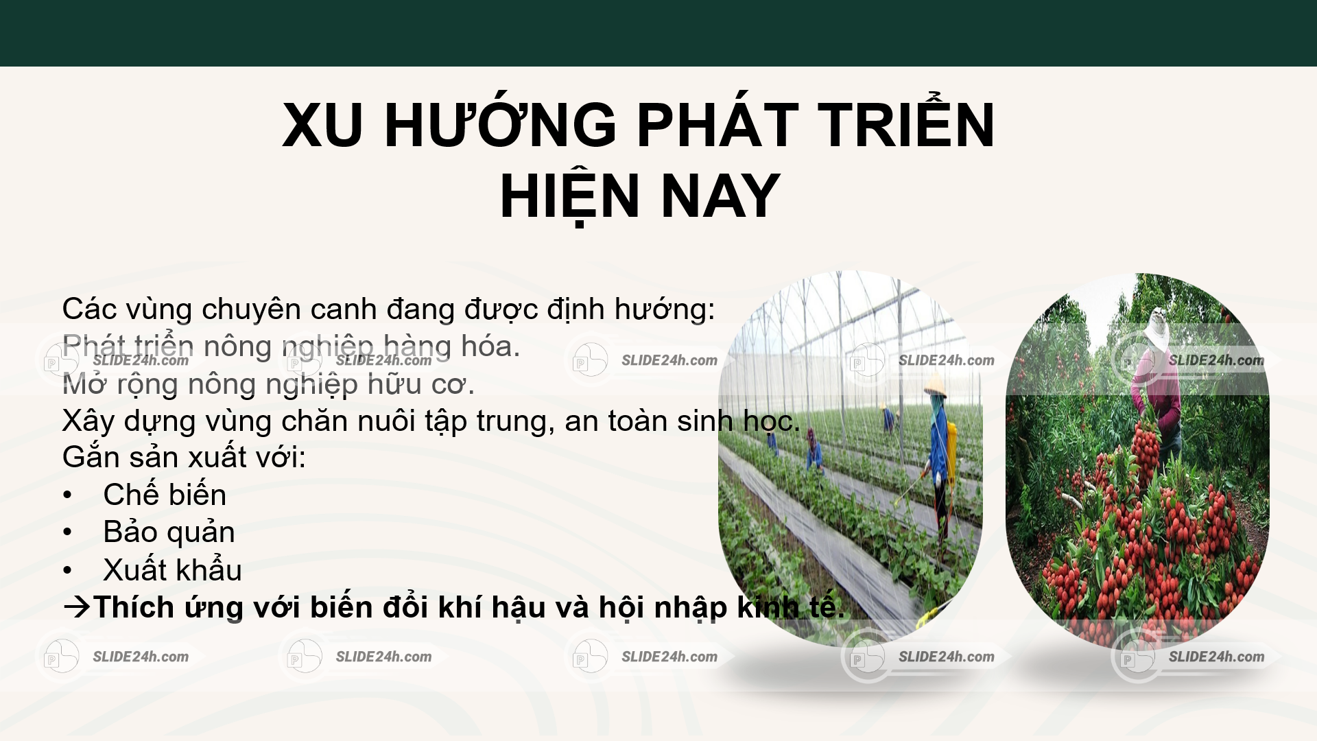 Định hướng phát triển của mô hình chuyên canh hiện nay.