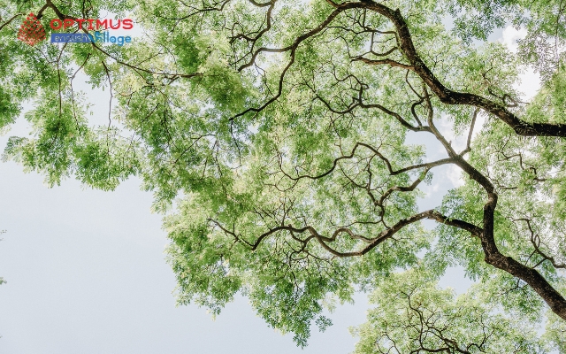 Khi con hỏi điều mà cả rừng cây... không trả lời