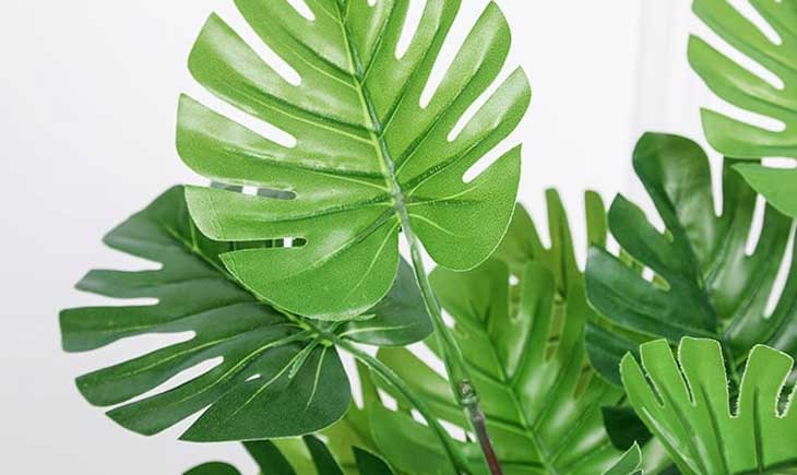 Tại vì sao lá cây có màu xanh